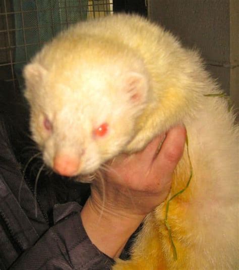 Friendly ferret needs a home - Pet Samaritans