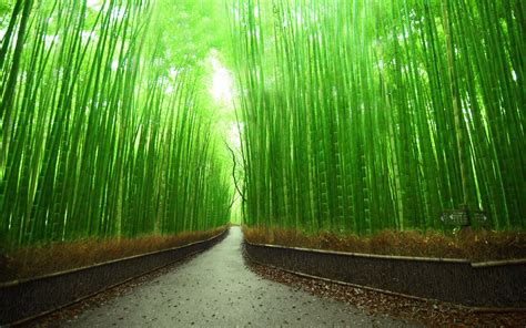 Bamboo Forest HD Wallpapers - Top Free Bamboo Forest HD Backgrounds - WallpaperAccess