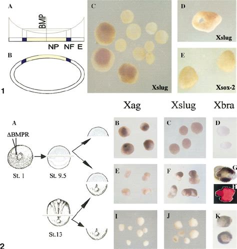 Effect of the size of neuralized caps on neural crest induction. (A, B ...