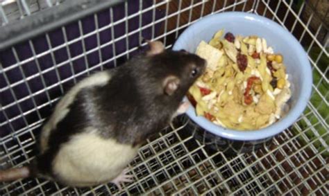 Homemade Rat Diet and Food | PetHelpful