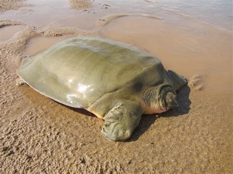 Hope for Frog-faced Softshell Turtles | Wild View