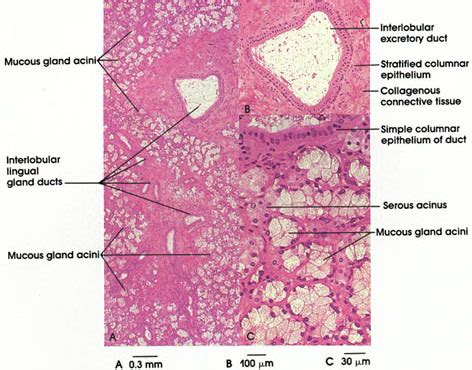 Sublingual Gland