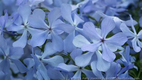 Blue Phlox – phlox divaricata :: Beautiful Flower Pictures Blog