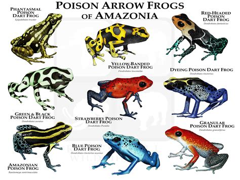 Most Poisonous Frogs In The World