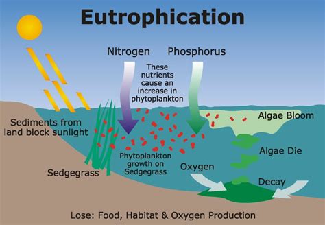 Eutrophication Process