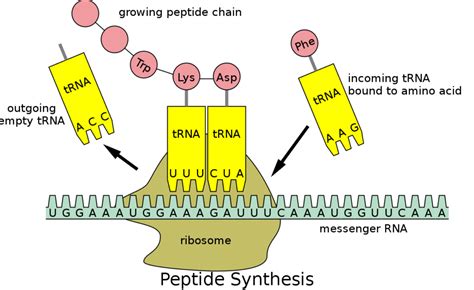 Do Prokaryotes Have tRNA: Why, How And Detailed Insights – Lambda Geeks