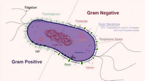 Bacterial Structures - USMLE Strike