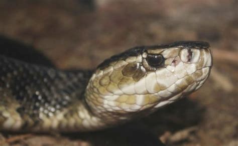 Cottonmouth Snake - Types, Pictures, Bite Treatment, Facts