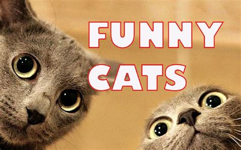 CATS FAIL - A Funny Cat Videos Compilation -1 | Funny cat fails, Cat ...