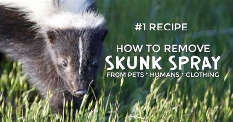 How to Remove Skunk Spray (No, Not With Tomato Juice) | Empress of Dirt