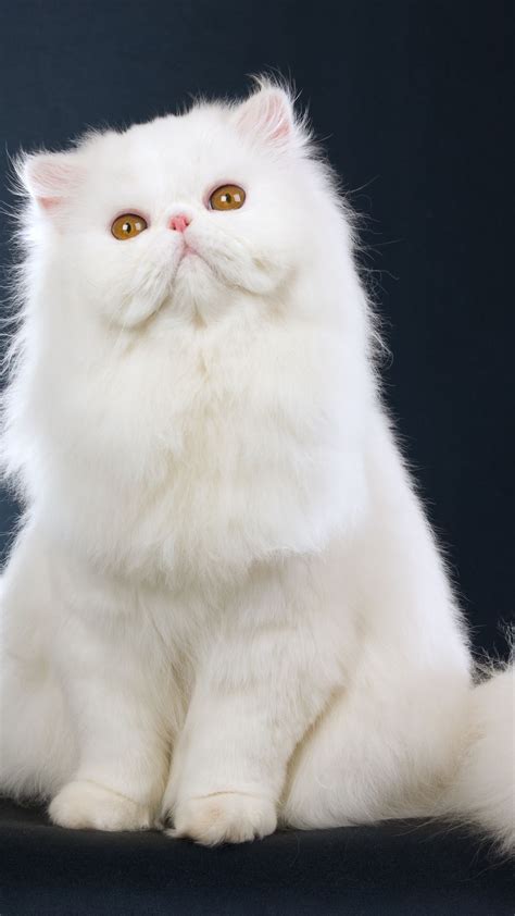 White Persian Cat Wallpapers - Top Free White Persian Cat Backgrounds - WallpaperAccess