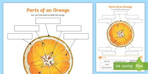 Parts of an Orange Worksheet / Worksheet (teacher made)