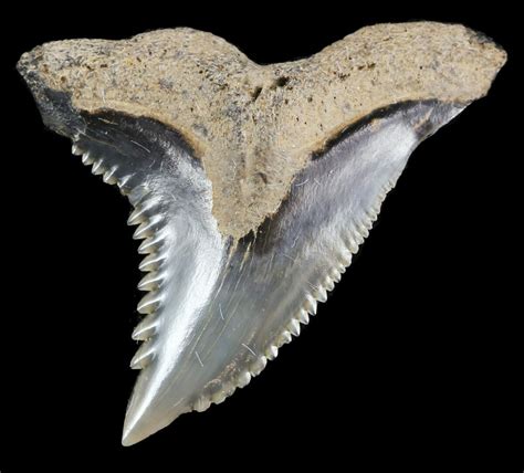 .98" Hemipristis Shark Tooth Fossil - Virginia (#52049) For Sale - FossilEra.com