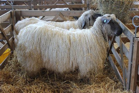 Top 15 Sheep Breeds for Wool - PetHelpful