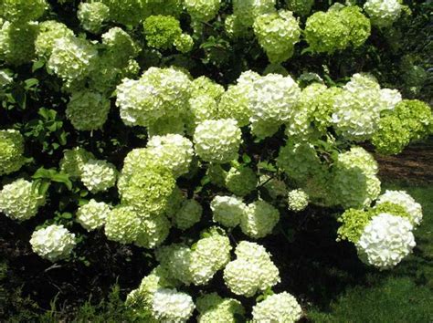 Viburnum macrocephalum | Kiefer Nursery: Trees, Shrubs, Perennials