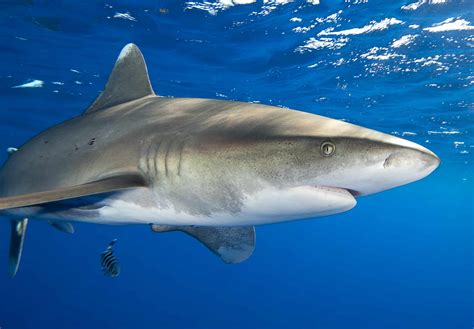 Oceanic Whitetip Shark - A-Z Animals