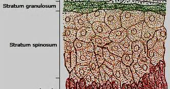 Stratum granulosum definition - Stratum granulosum layer function | the dynamic natural skin care