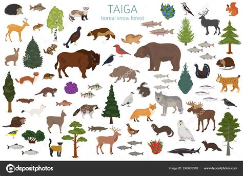 Taiga Biome Boreal Snow Forest Terrestrial Ecosystem World Map Animals — Stock Vector © A7880S ...