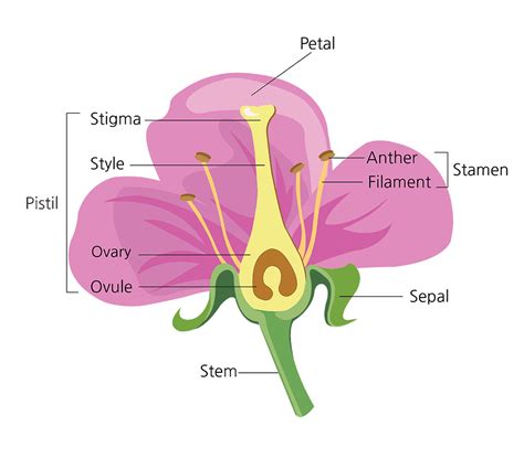 Draw Hibiscus Flower And Label The Parts