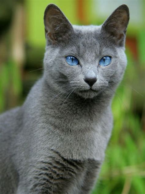 Blue Cat With Blue Eyes - Skyler-has-Montgomery