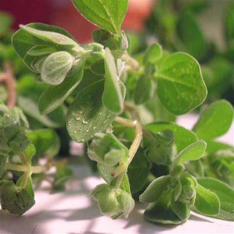 What Is Marjoram Used For? And 2 Great Marjoram Recipes - The Herb Exchange