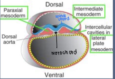 L1 Embryology Flashcards | Quizlet