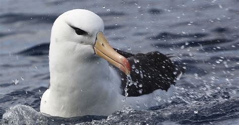 Black-browed albatross – Australian Antarctic Program