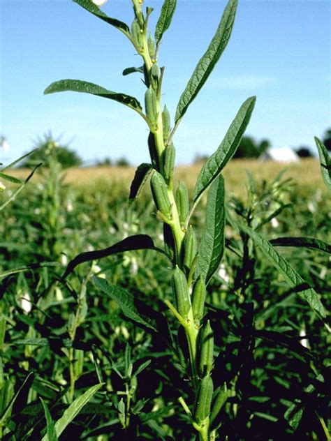 Sesamum orientale (sesame): Go Botany