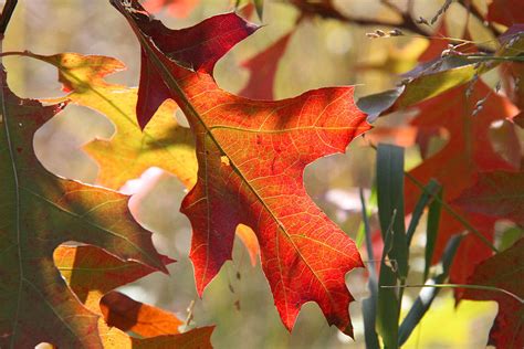 Autumn oak leaves Photograph by Doris Potter - Fine Art America