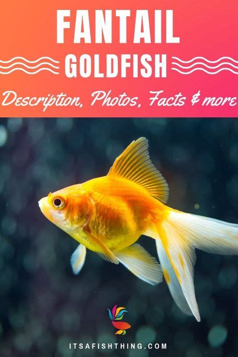 Goldfish Care Sheet: Everything You Need to Know on One Page | Goldfish care, Fantail goldfish ...