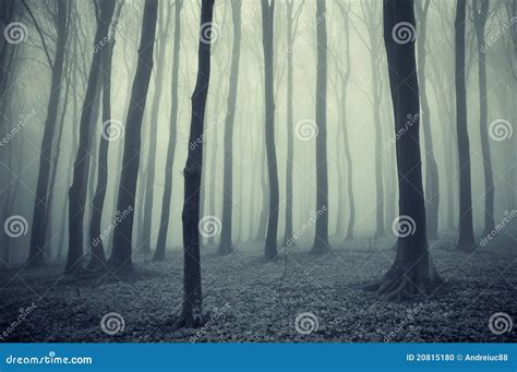 Forest with fog after rain stock photo. Image of misty - 20815180