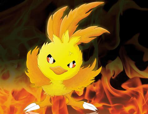 SHINY TORCHIC by DarkLatios777 on DeviantArt