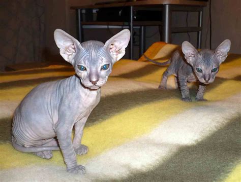 Two Donskoy or Don Sphynx photo and wallpaper. Beautiful Two Donskoy or Don Sphynx pictures