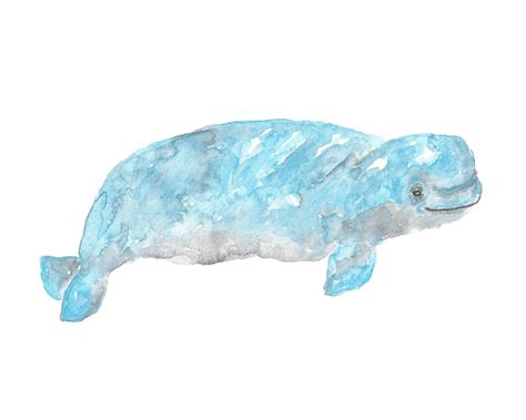 Beluga whale print whale watercolor painting whale art