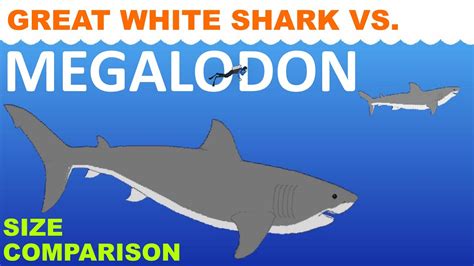 Carcharodon Megalodon Vs Great White