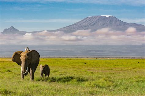 Wildlife of Mount Kilimanjaro, what animals can you see?