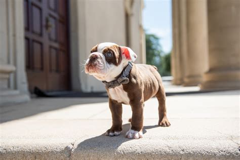 Meet George, the new University of Redlands mascot – Redlands Daily Facts