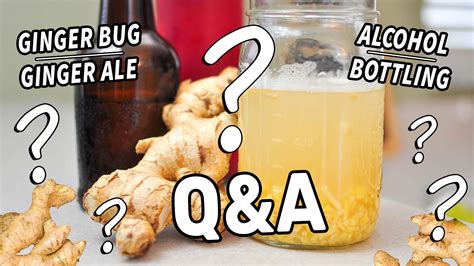 Ginger Bug & Ginger Ale FAQs | Your Questions on Fermented Drinks! - The Fermentation Adventure