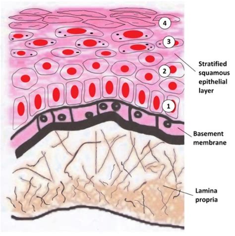 What is the Difference Between Basal Lamina and Basement Membrane - Pediaa.Com