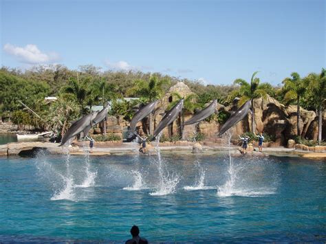 Dolphin show at Seaworld on the Gold Coast, Australia | Flickr