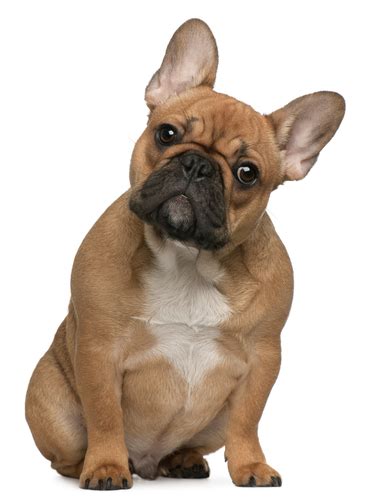 Dog Breed Profile: The French Bulldog | BaxterBoo