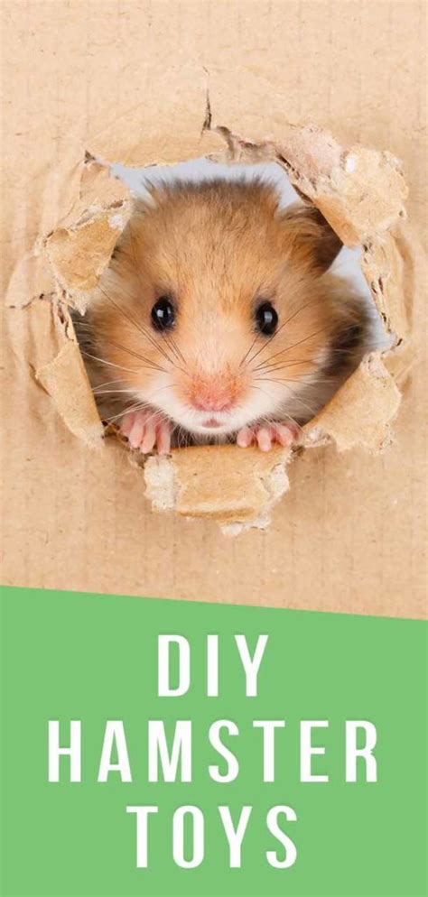 DIY Hamster Toys - The Best Creative Homemade Hamster Toys