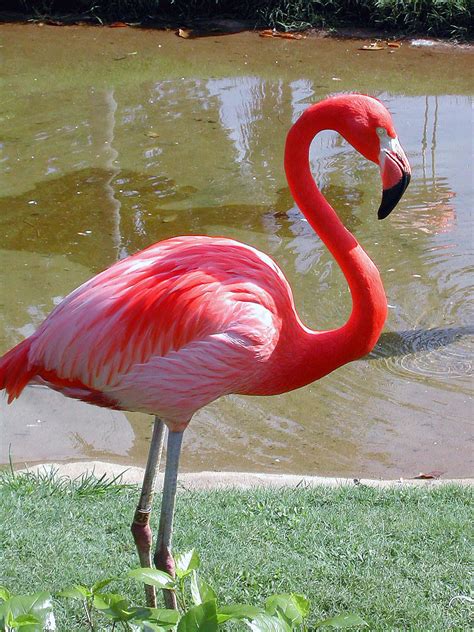 Pictures Of A Flamingo - Pictures Of Animals 2016