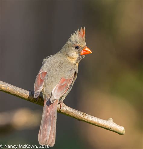 Photographing Female Northern Cardinals | Welcome to ...