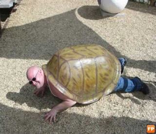 Funny Turtle | Funny Animals