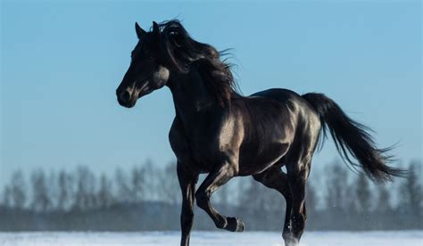 180+ Names for Black Horses - Helpful Horse Hints