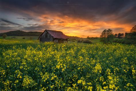 golden canola field sunset | Every year I try to take a phot… | Flickr