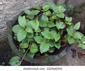 Binahong Plant Traditional Medicine Images Template Stock Photo 2229660595 | Shutterstock