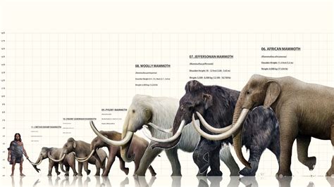 Woolly Mammoth Compared To Elephant Size