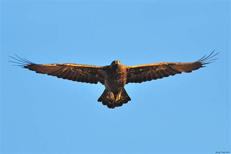 Falcon Images: Wingspan Of Golden Eagle